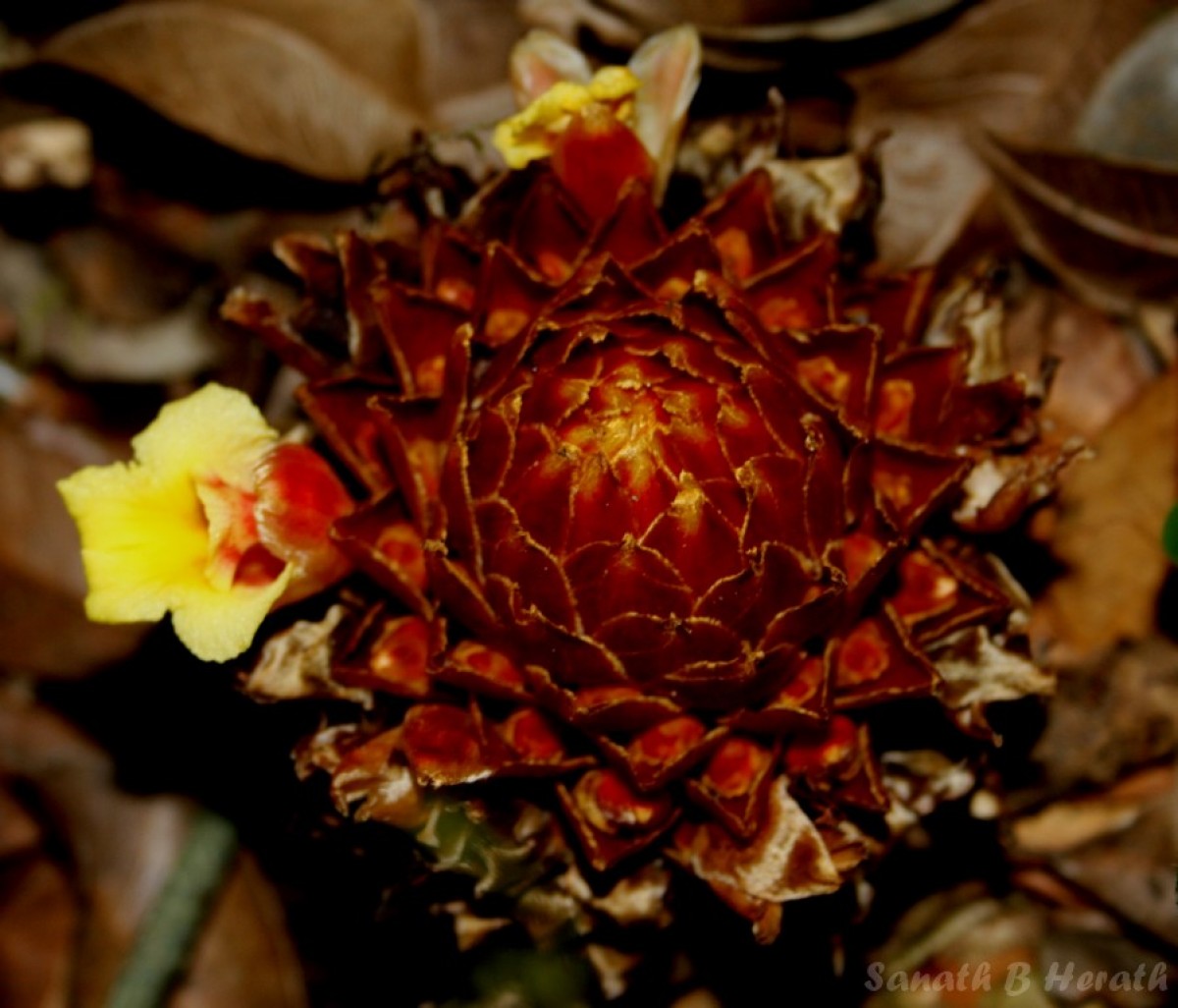 Meistera fulviceps (Thwaites) Skornick. & M.F.Newman